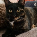 debby animaux services