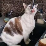 debby animaux services