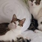 debby animaux services