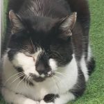 debby animaux services