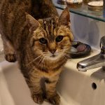 debby animaux services