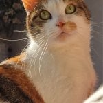debby animaux services