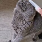 debby animaux services