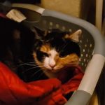 debby animaux services