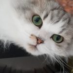 debby animaux services