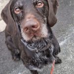 debby animaux services