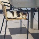 debby animaux services