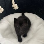 debby animaux services