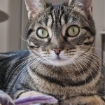 debby animaux services