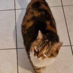 debby animaux services