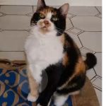 debby animaux services