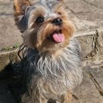debby animaux services