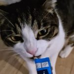 Chatte timide attirée par la gourmandise pendant une visite à domicile à Saint-Brice-sous-Forêt