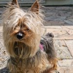 debby animaux services