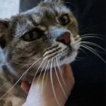 debby animaux services