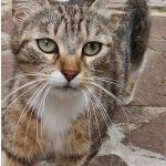 debby animaux services