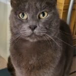 debby animaux services