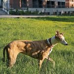 debby animaux services