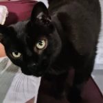 debby animaux services