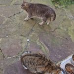 debby animaux services