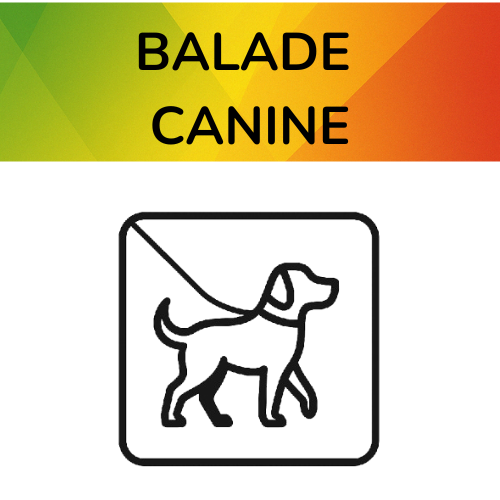 Promenades canines – Debby Animaux Services