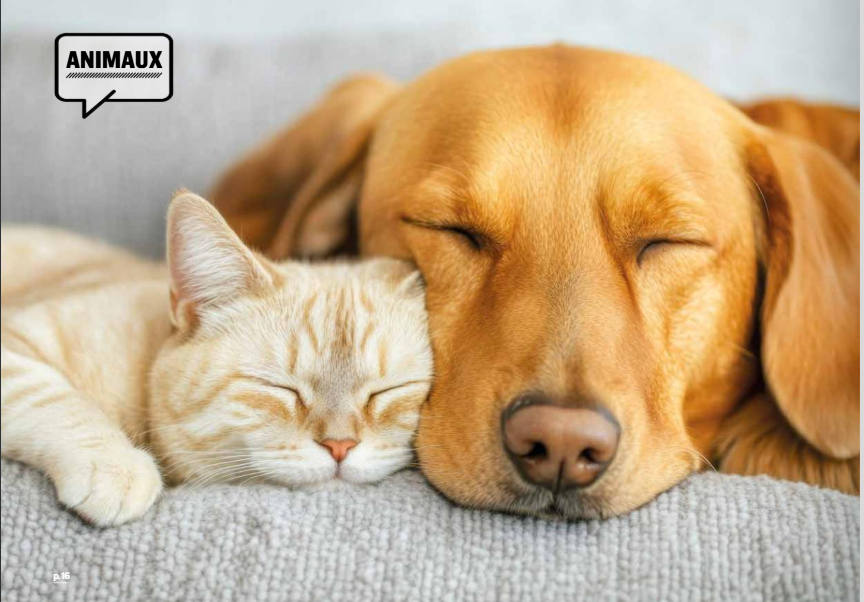 Debby Animaux Services