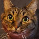 debby animaux services