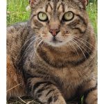 Debby Animaux Services