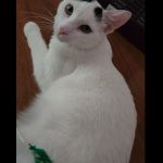 Debby Animaux Services