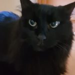Debby Animaux Services