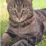 debby animaux services