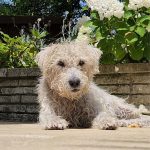 debby animaux services