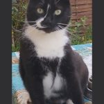 debby animaux services