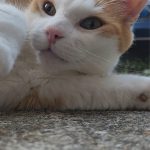 debby animaux services