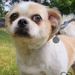 debby animaux services