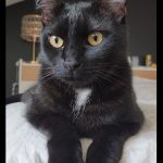 Debby Animaux Services