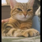 Debby Animaux Services