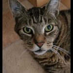 Debby Animaux Services