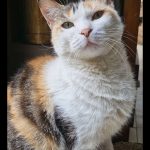 Debby Animaux Services