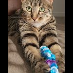 Debby Animaux Services