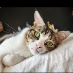 Debby Animaux Services
